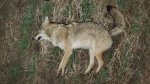 Yote01ax.jpg