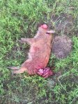 Pig111.JPG
