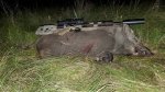 Hog0010x.jpg