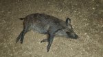 Hog0017x.jpg
