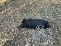 IMG_2197.jpeg